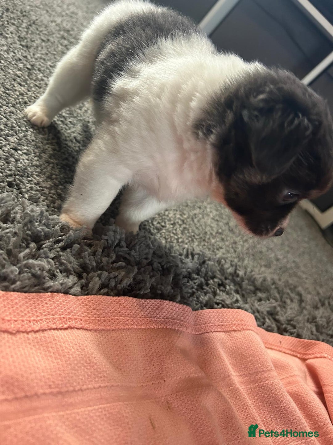 Chihuahua dogs for sale: Full pedigree Chihuahua puppies  - Image 16