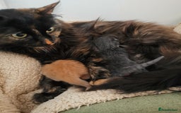 Mixed Breed cats for sale: Ginger heaven - Image 8