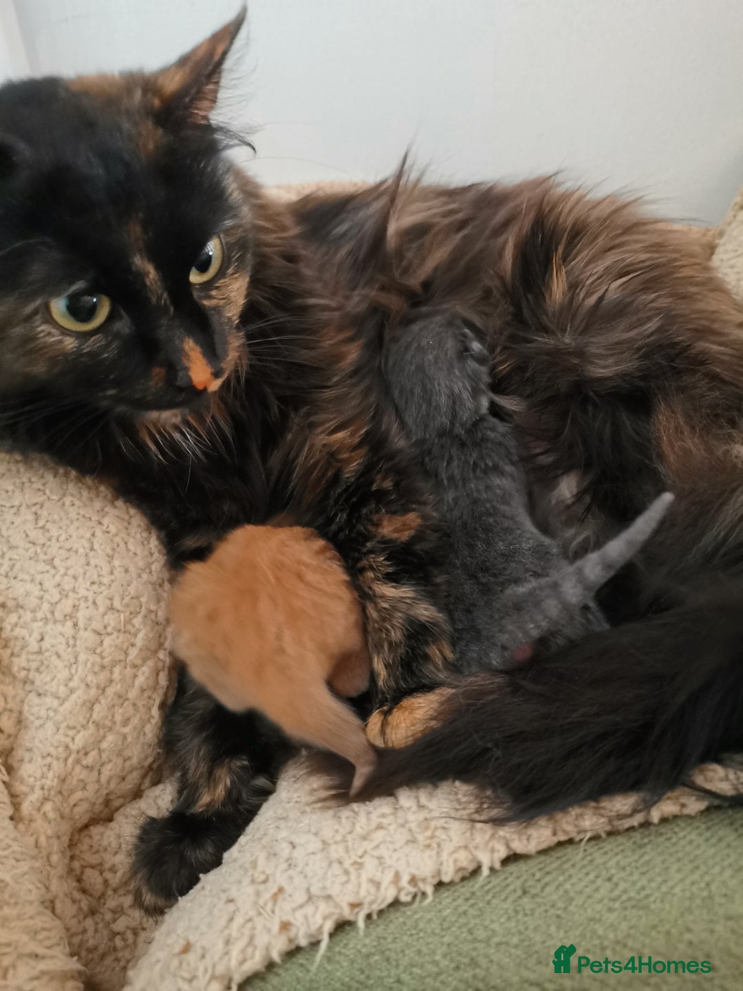 Mixed Breed cats for sale: Ginger heaven - Image 8