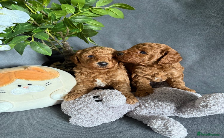Cavapoo dogs - Advert 5