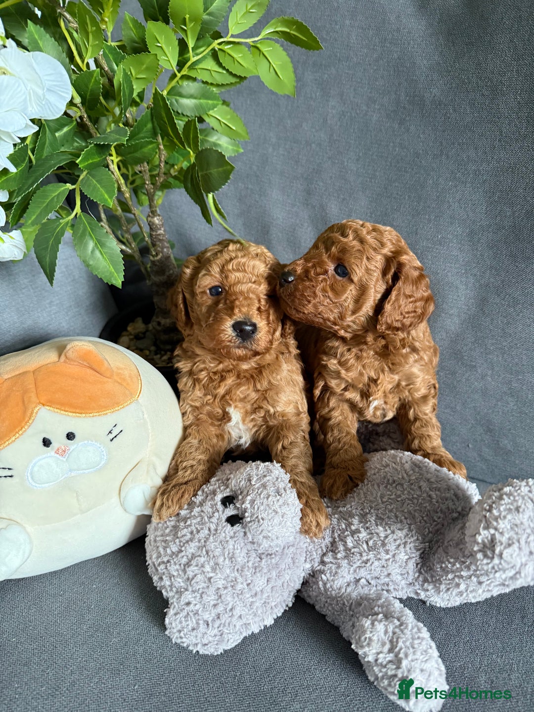 Cavapoo dogs for sale: F1B cavapoo puppies - Image 1