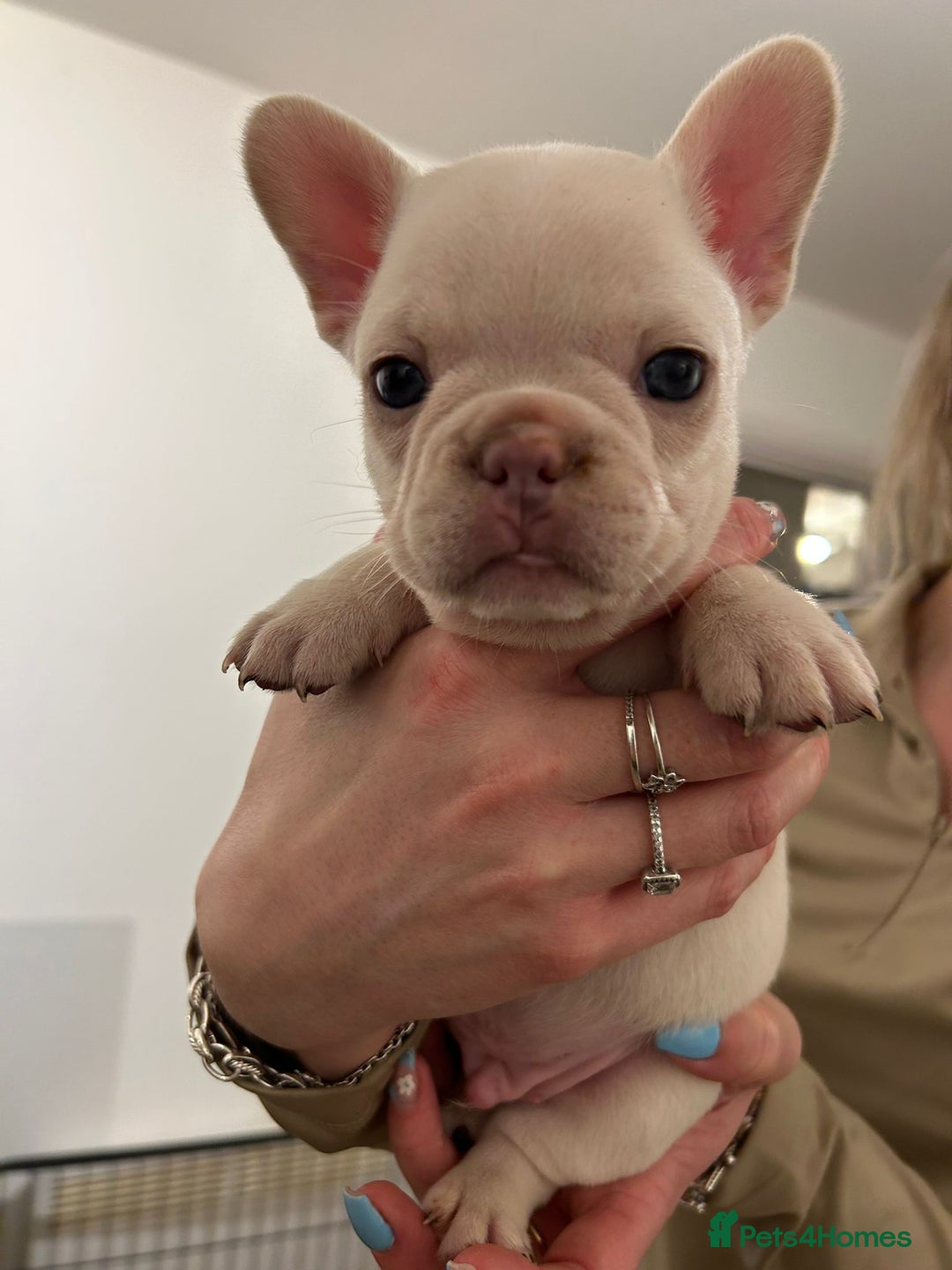 French Bulldog dogs for sale: French bulldog pups! - Image 5