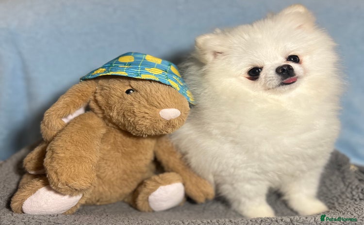 Pomeranian dogs White KC Pomeranian for stud only - Advert 4