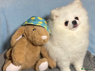 Pomeranian dogs White KC Pomeranian for stud only - Advert 1
