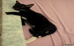 Mixed Breed cats for sale: Kitten Beau  - Image 6