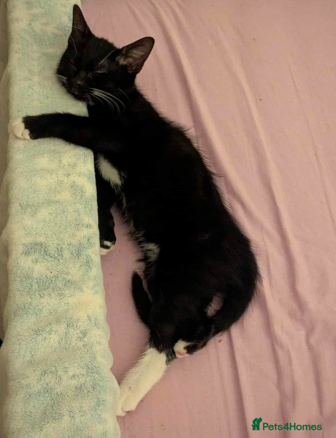 Mixed Breed cats for sale: Kitten Beau  - Image 6