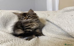 Mixed Breed cats for sale: Stunning Maine Coon x Norwegian Forest Kittens  - Image 15