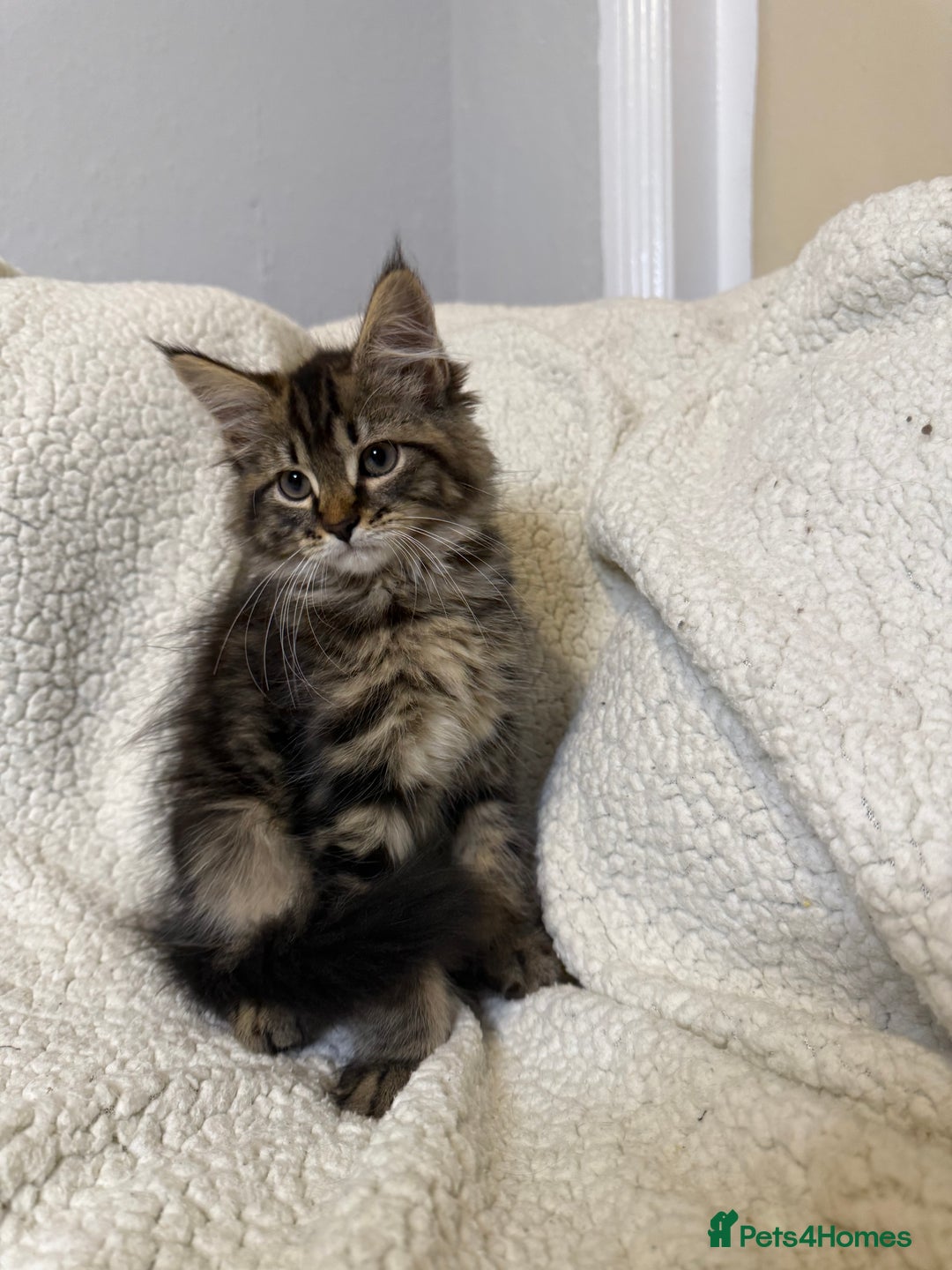 Mixed Breed cats for sale: Stunning Maine Coon x Norwegian Forest Kittens  - Image 15