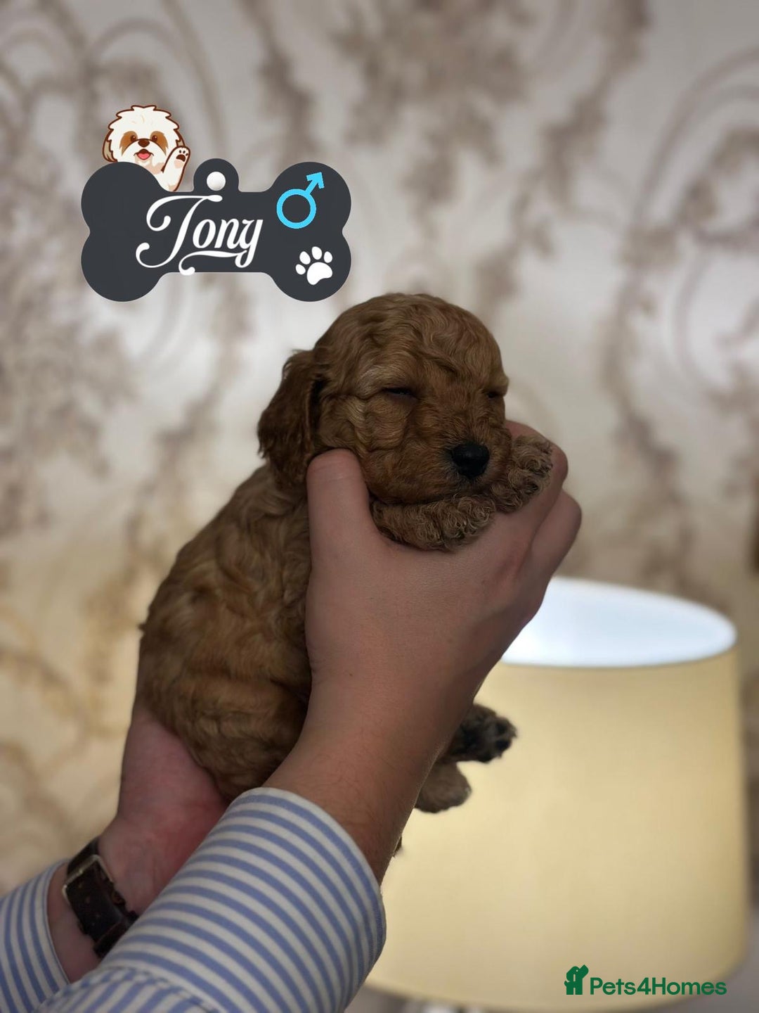 Shihpoo dogs for sale: F1b Shihpoo Puppies - 2 boys, 3 girls  - Advert 2