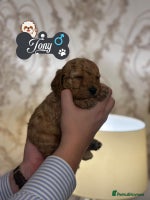 Shihpoo dogs F1b Shihpoo Puppies - 2 boys, 3 girls - Advert 7