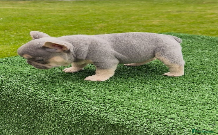 French Bulldog dogs - Advert 3