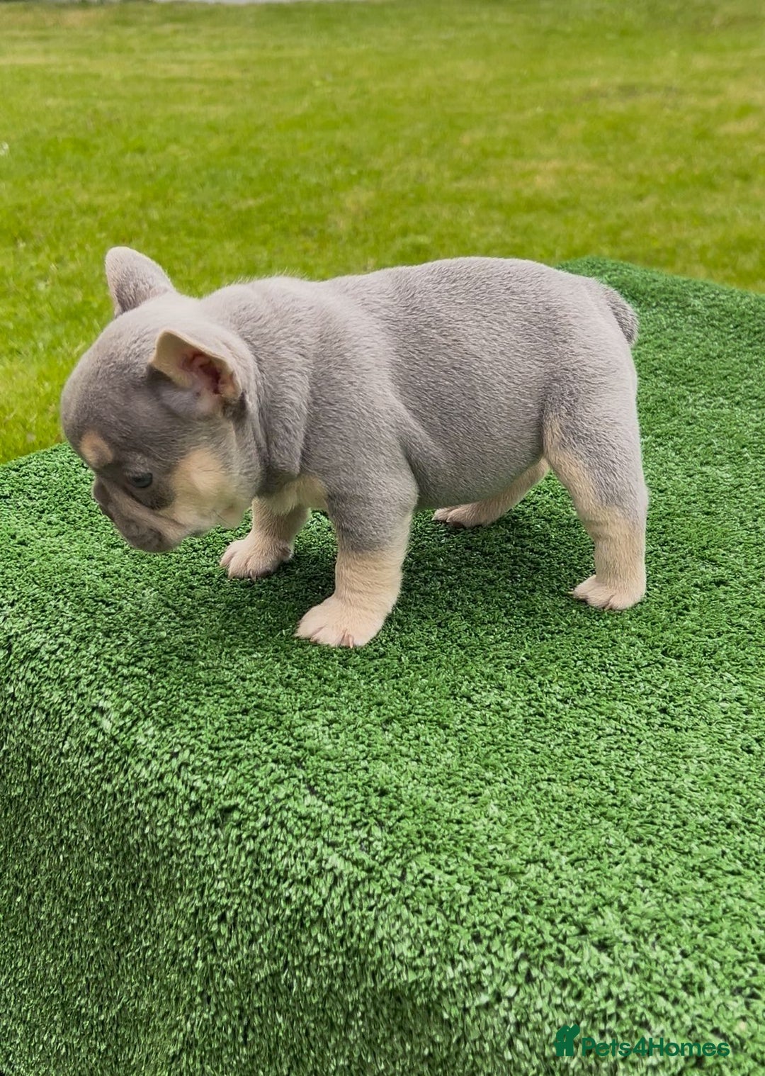 French Bulldog dogs for sale: £1250 KC Registered Quality Pups Ready To Go 30/08 - Image 5