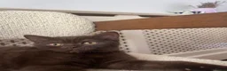 British Shorthair cats for sale: GCCF ACTIVE FEMALE CHOCOLATE  - Advert 5