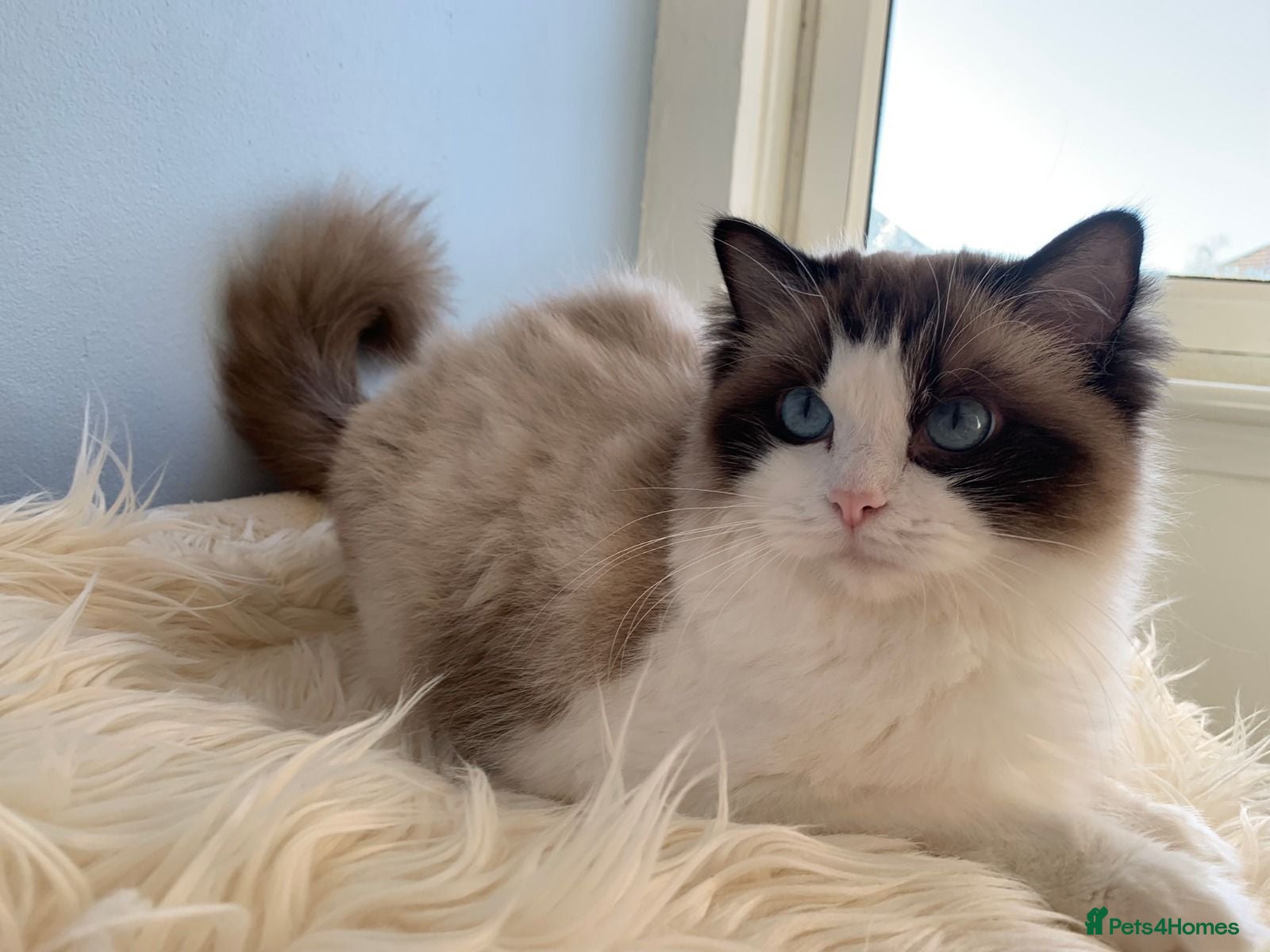 Ragdoll cats 🐾 Beautiful Ragdoll Kittens for Sale 🐾 - Advert 2