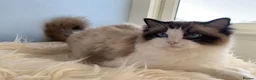 Ragdoll cats for sale: 🐾 Beautiful Ragdoll Kittens for Sale 🐾 - Advert 2