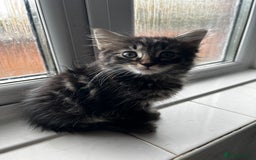 Mixed Breed cats for sale: Adorable 8-Week-Old Fluffy Kittens Ready - Image 2