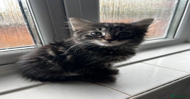 Mixed Breed cats - Advert 7