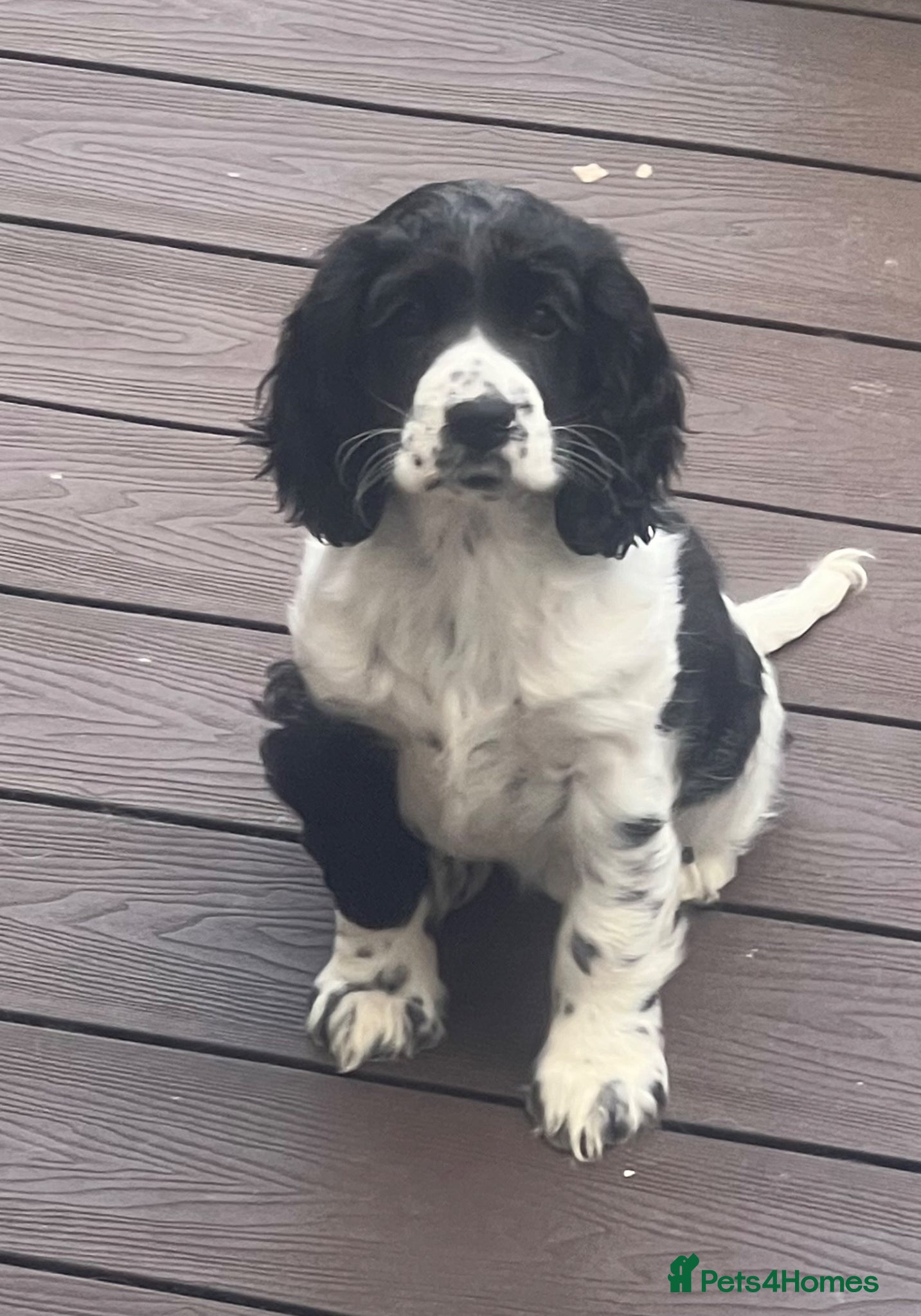 Cocker Spaniel dogs Cocker spaniel - show cocker - Advert 2