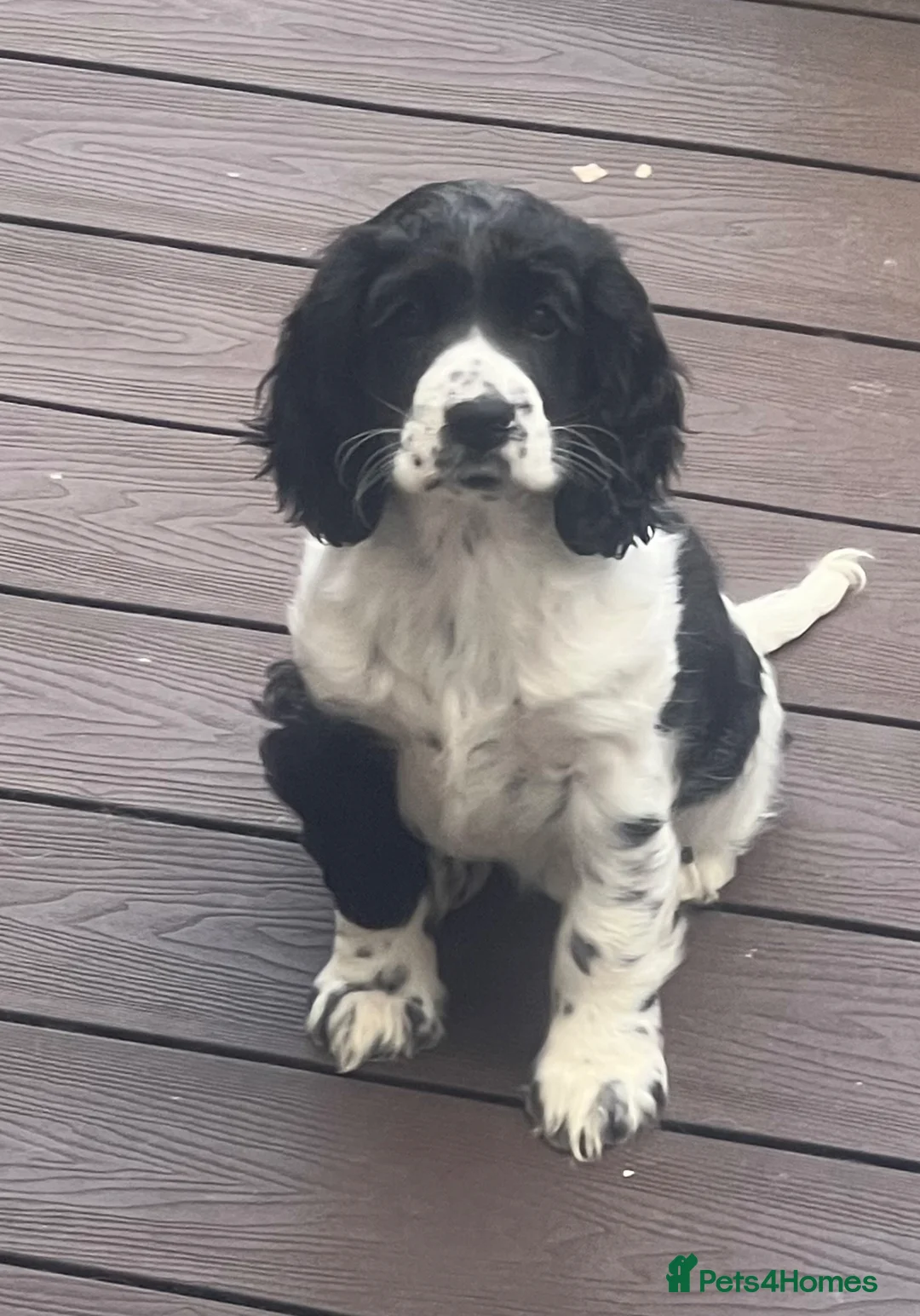 Cocker Spaniel dogs for sale: Cocker spaniel - show cocker - Advert 2