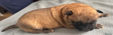 Belgian Shepherd Dog 3 orange