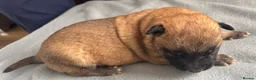 Belgian Shepherd Dog dogs for sale: Exceptional Belgian Malinois Puppies in Denbigh - Advert 21