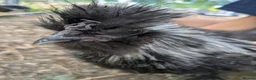 Chickens poultry for sale: Silkie Cockerels "Babs" Ferdinand" and "Nugget" in Lewes - Advert 3