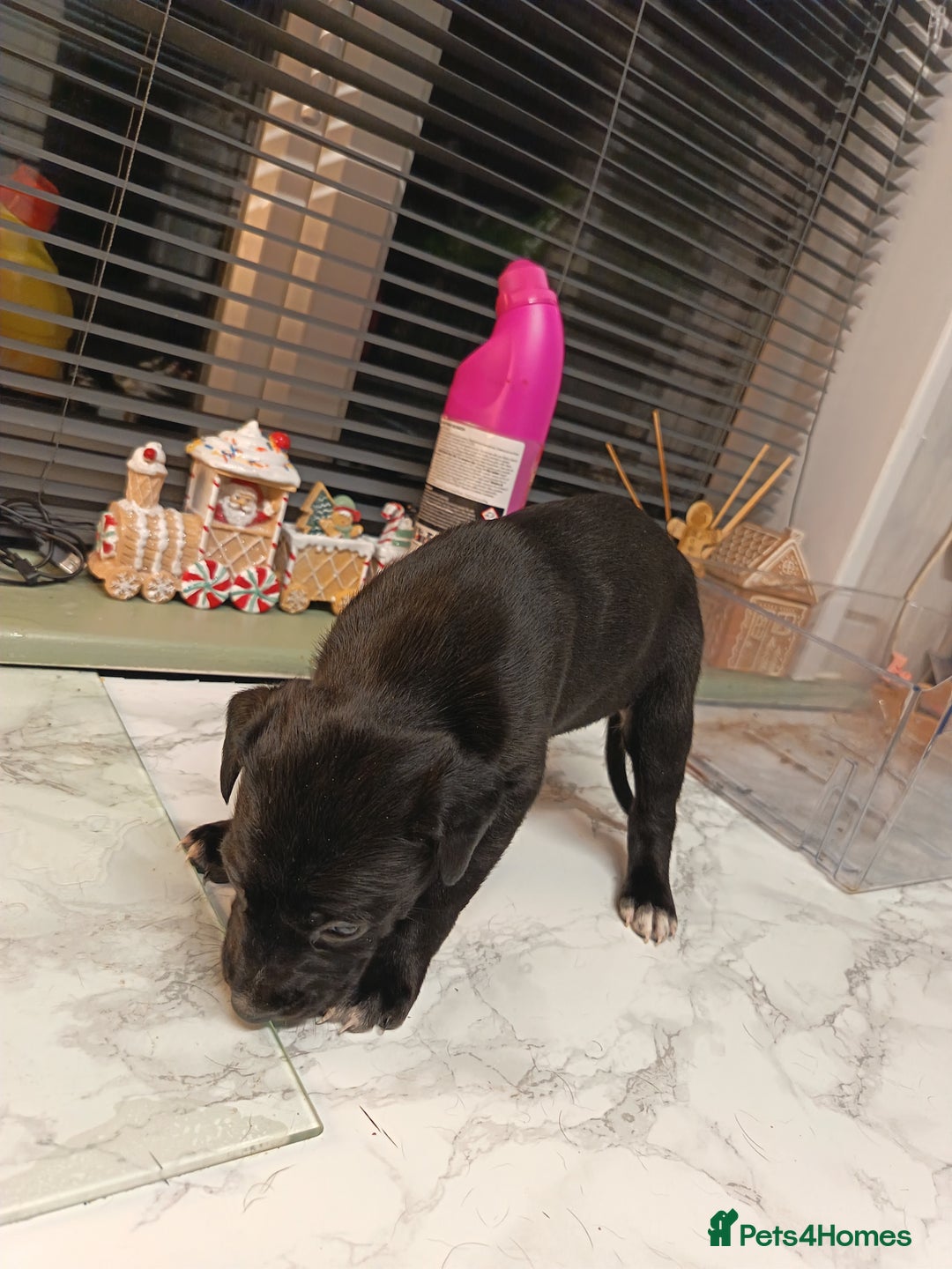 Mixed Breed dogs for sale: Cane Corso x saluki lurcher - Advert 6