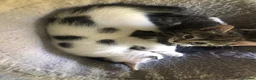 Mixed Breed cats for sale: 4 beautiful kittens, ready today, amazing mix  - Advert 6