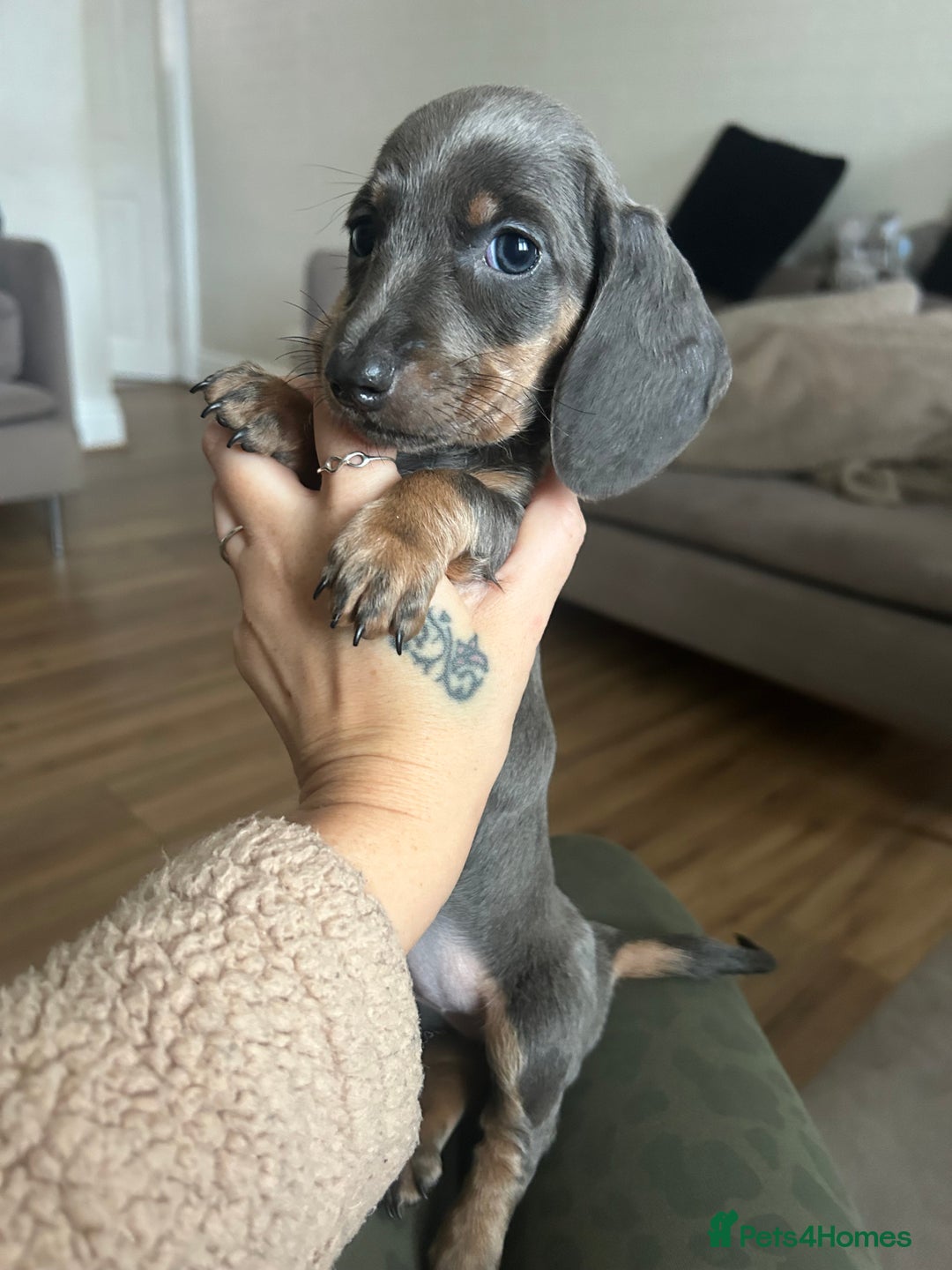 Miniature Dachshund dogs for sale: Perfecf kc true miniature dachshunds - Image 29