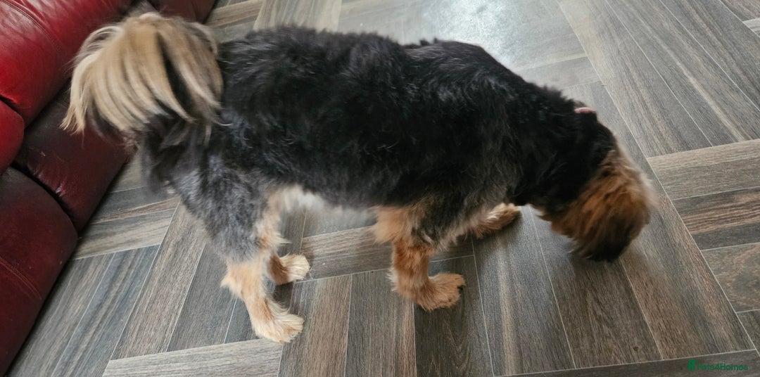 Mixed Breed dogs for sale: Shihpoo x Pomeranian girl available - Advert 5