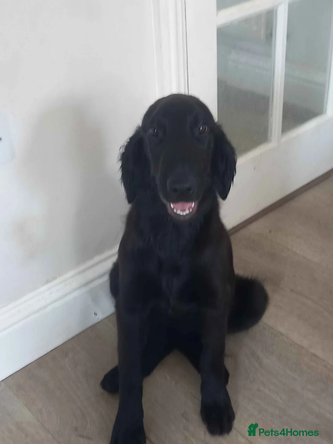 Flat coated Retriever dogs for sale: Flat Coat Girl in Carlisle - Advert 1