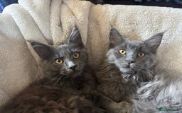 Maine Coon cats for sale: Blue Maine Coon kittens - Image 10