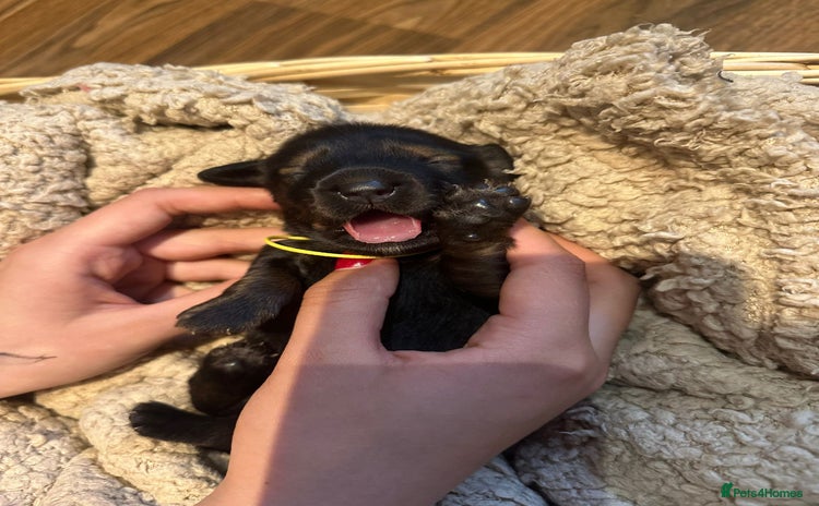 Dachshund dogs - Advert 8