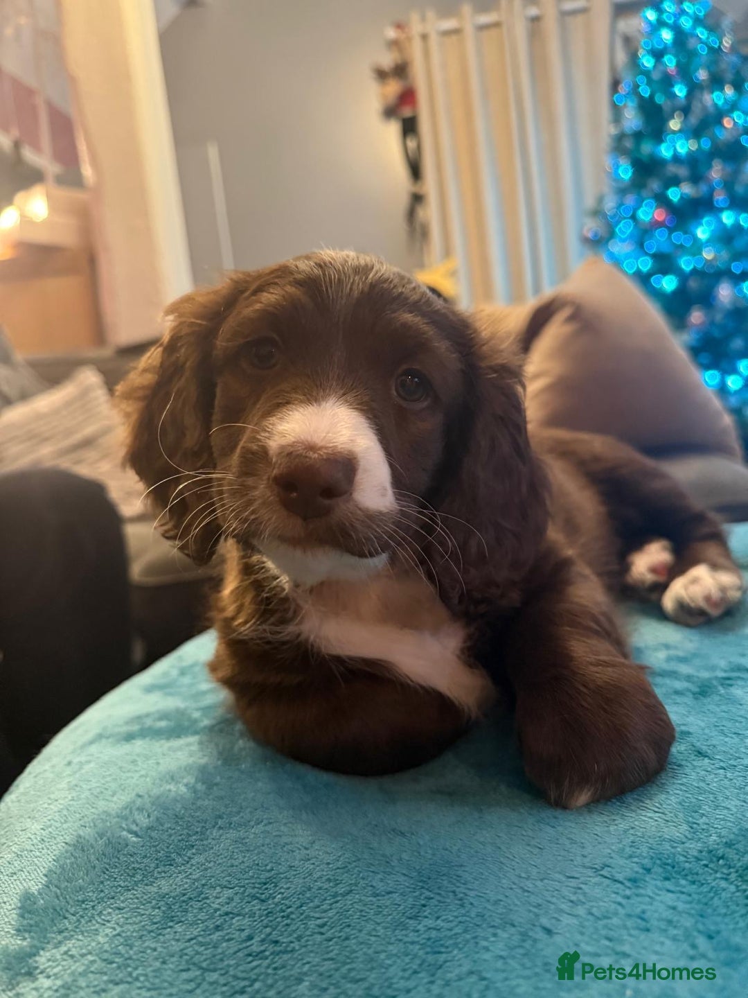 Mixed Breed dogs for sale: Doxie puppies  - Advert 4
