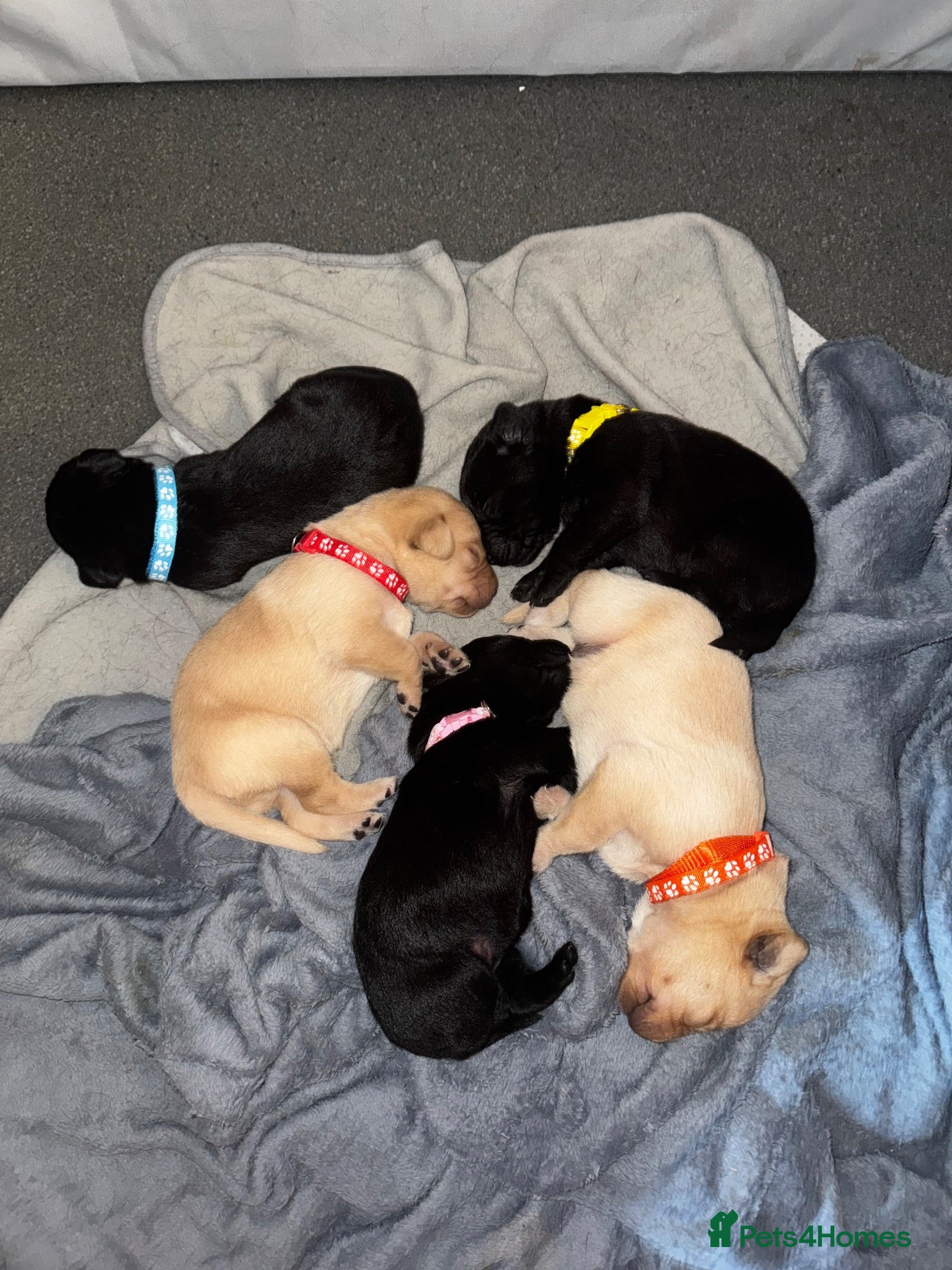 Labrador Retriever dogs KC registered Labrador puppies - Advert 1