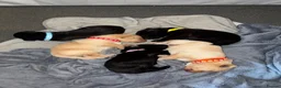 Labrador Retriever dogs for sale: KC registered Labrador puppies in Pontypool - Advert 1