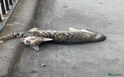 Mixed Breed cats for sale: FEMALE KITTEN - microchipped, flea&worm treated!  - Image 28