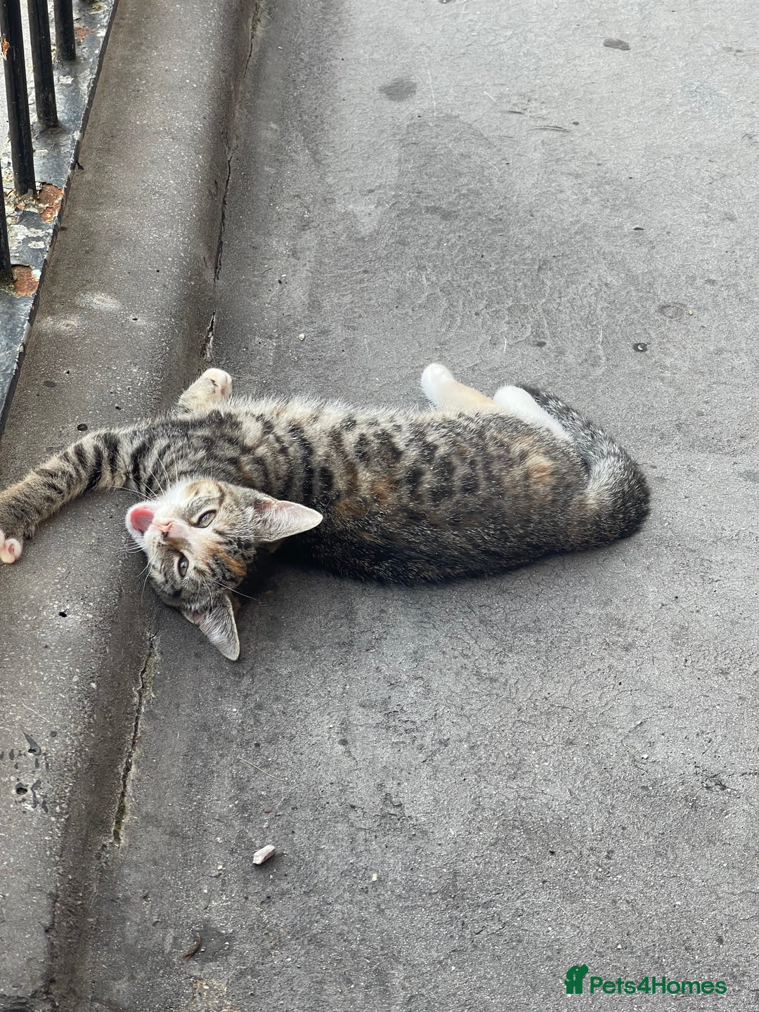 Mixed Breed cats for sale: FEMALE KITTEN - microchipped, flea&worm treated!  - Image 28