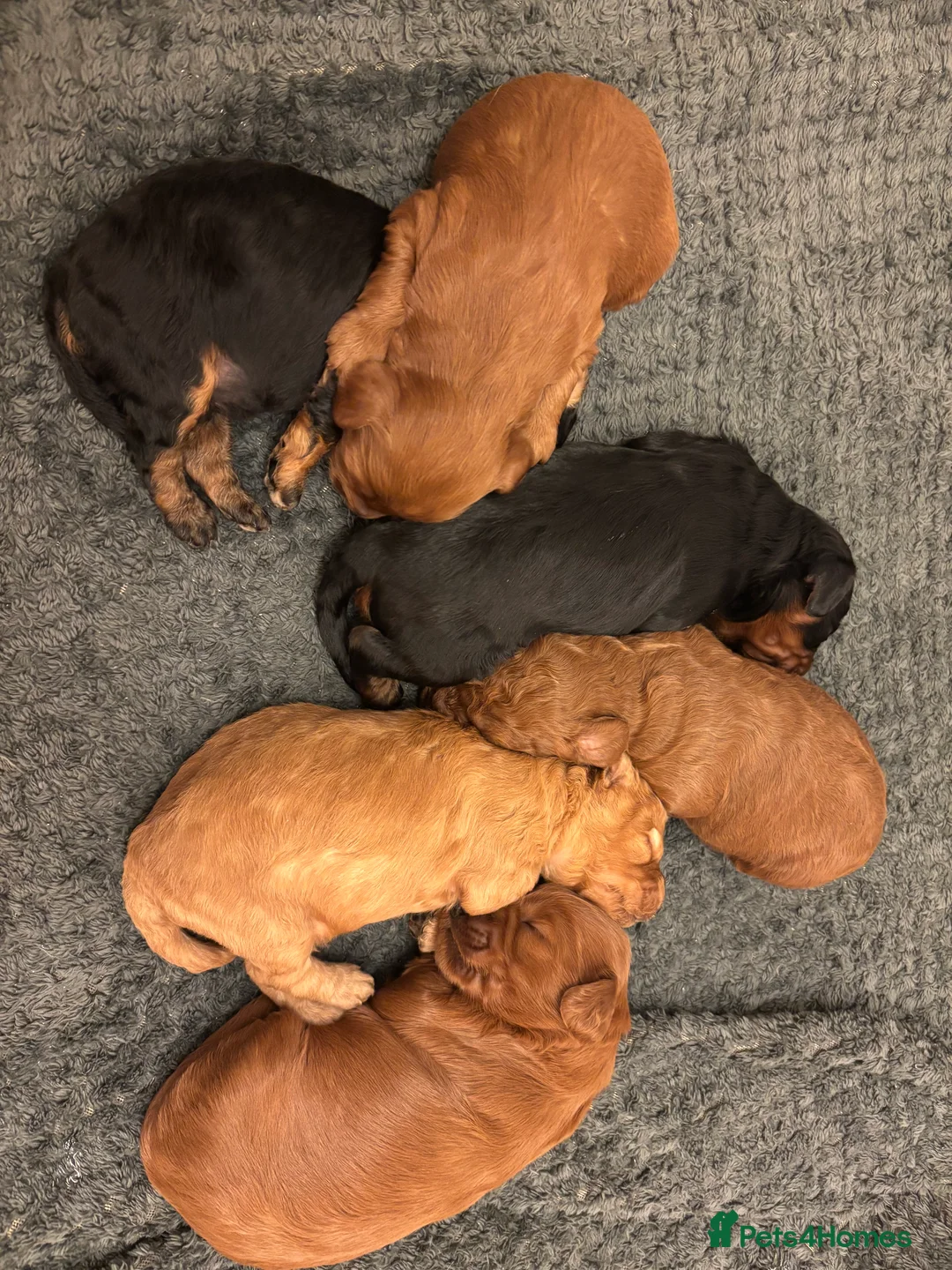 Cockapoo dogs for sale: Cockapoo Puppies  - Advert 2