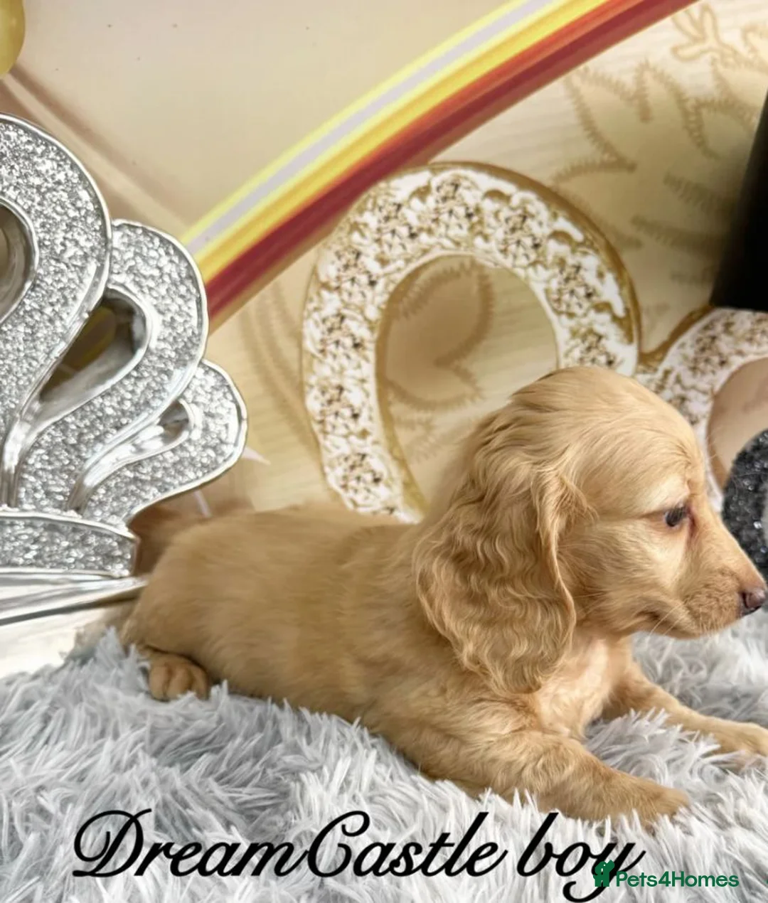 Miniature Dachshund dogs for sale: Miniature Dachshund Puppies - Advert 1