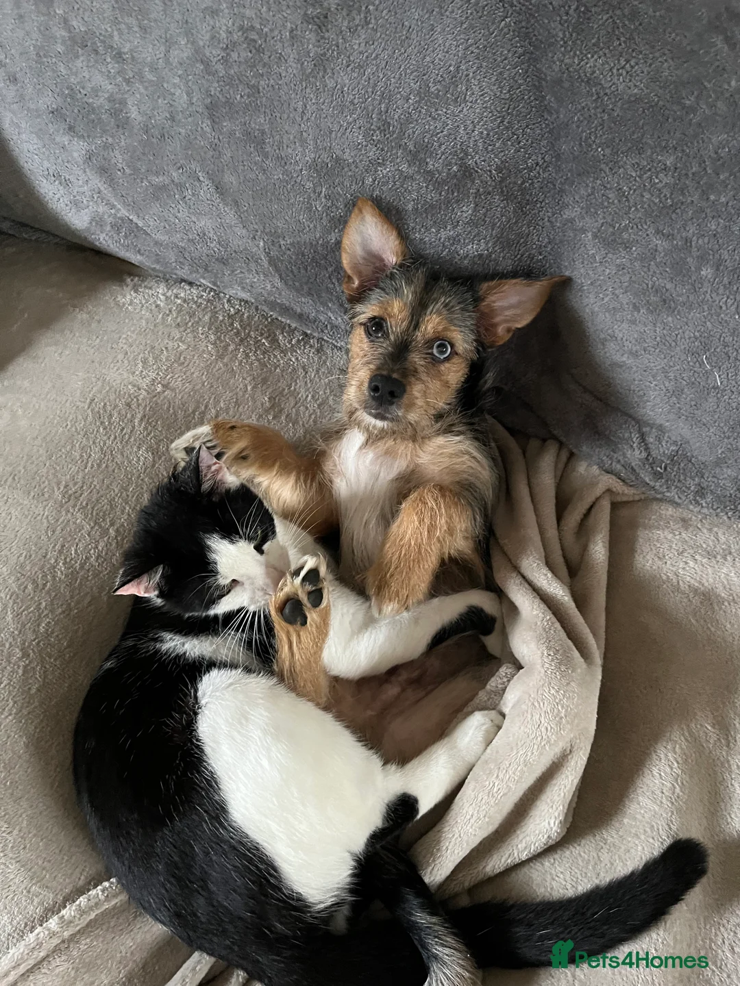 Chorkie dogs for sale: Beautiful Rex  - Advert 2
