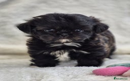 Shih Tzu dogs for sale: Gorgeous Small Imperial Shih tzu puppies READY - Image 27