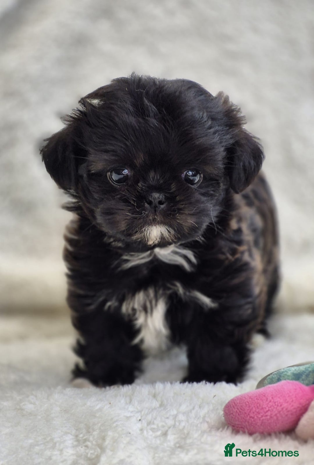 Shih Tzu dogs for sale: Gorgeous Small Imperial Shih tzu puppies READY - Image 27