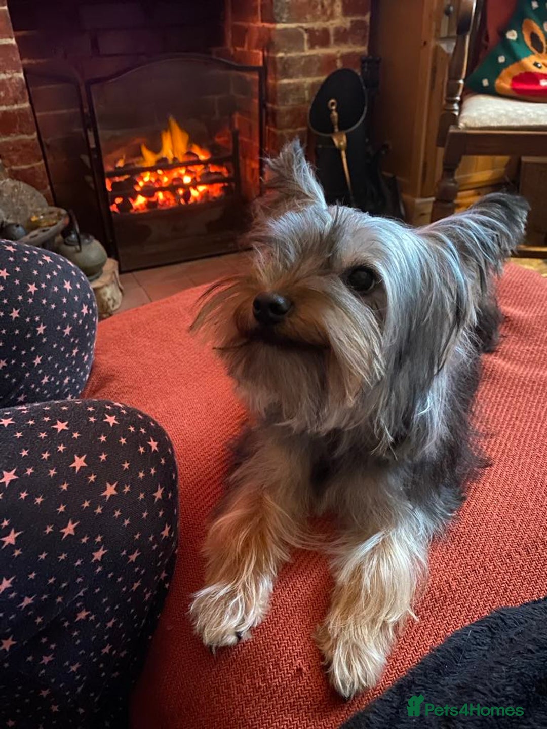 Yorkshire Terrier dogs for sale:  Yorkshire Terrier Puppies - Hampshire  - Image 7