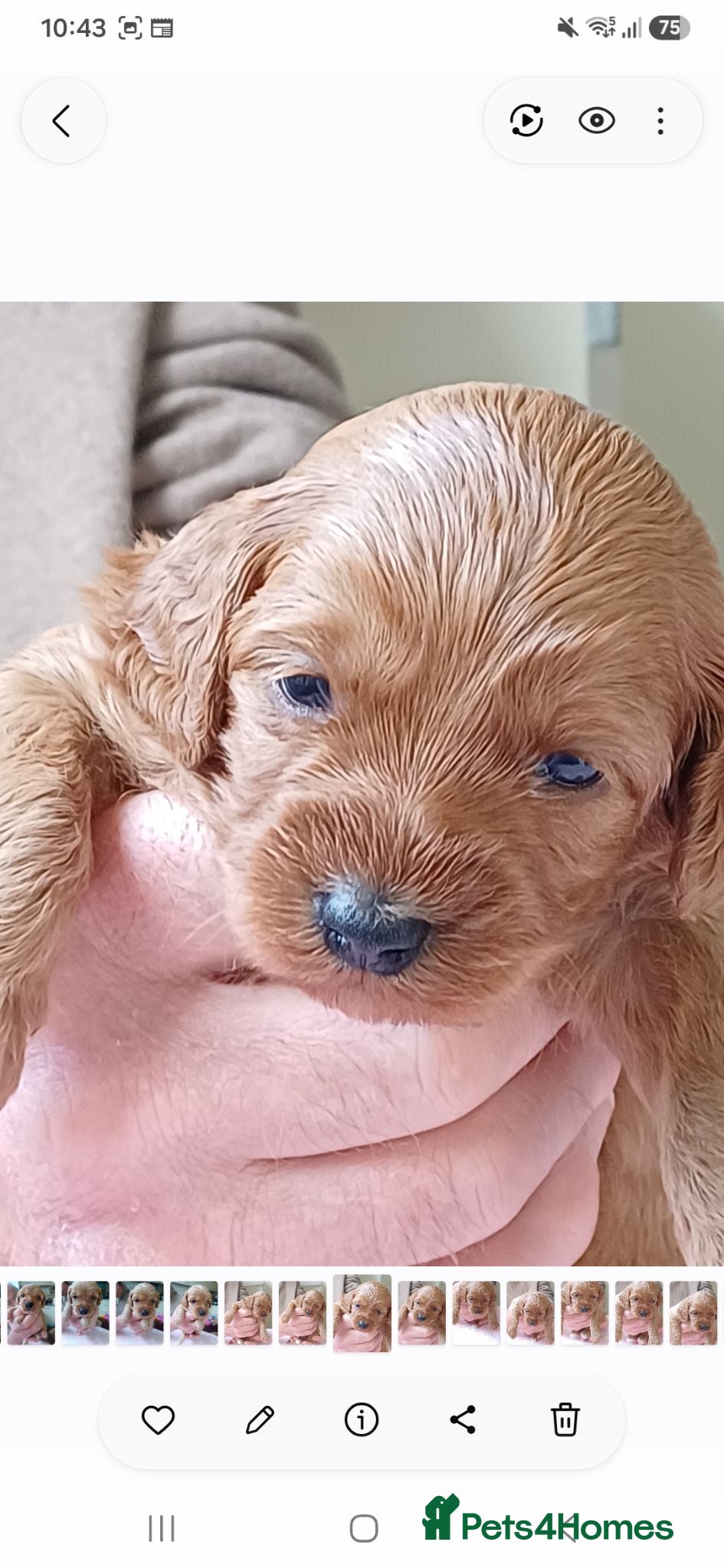 Cavapoo dogs Health-Tested Cavapoos-Raised with ENS & ESI   - Advert 2