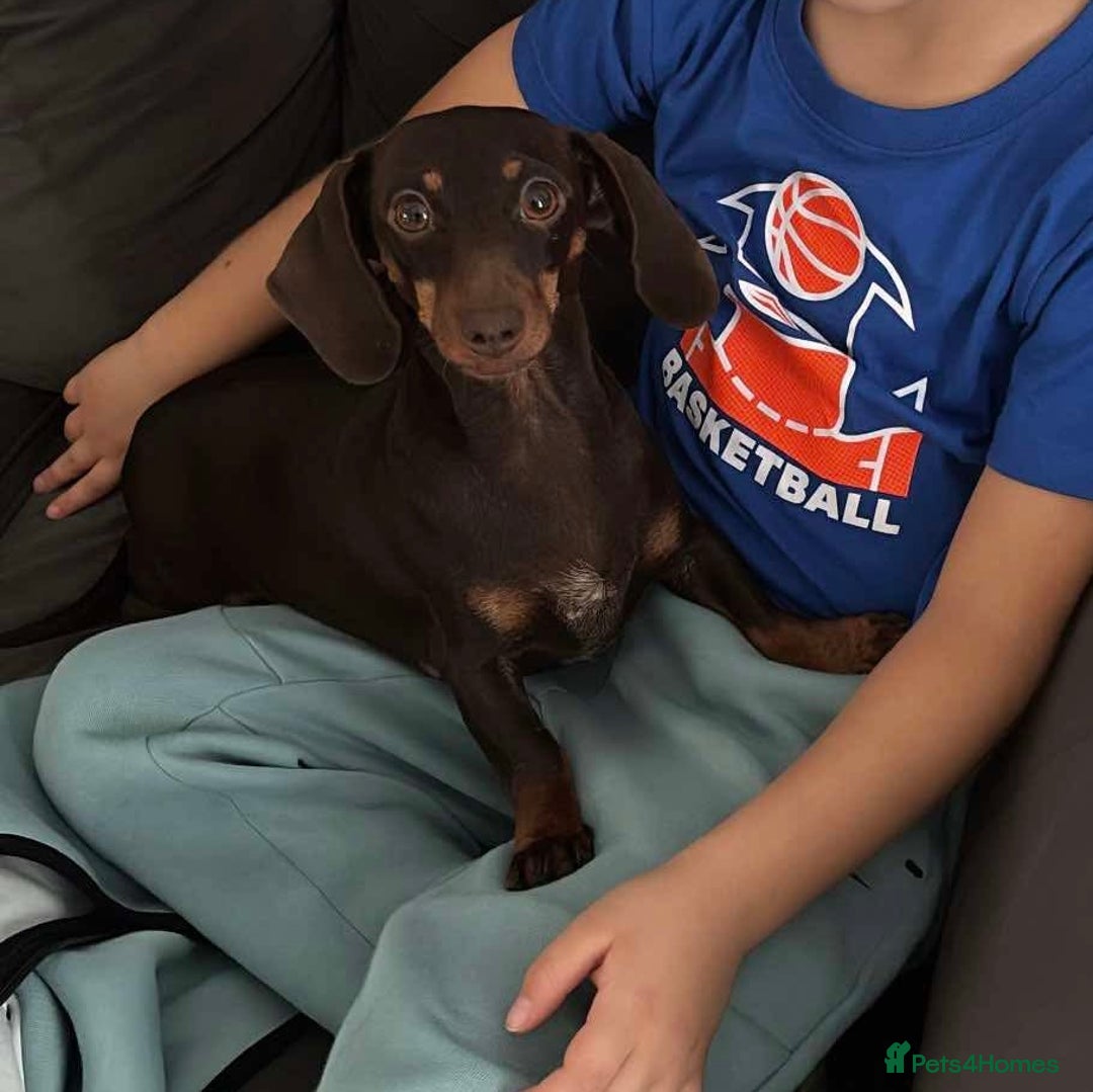 Miniature Dachshund dogs for sale: Tan & blue miniature dachshund boy - Advert 5