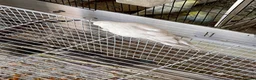 Budgerigars birds for sale: Tame baby budgies straight from nest in Leicester - Advert 15