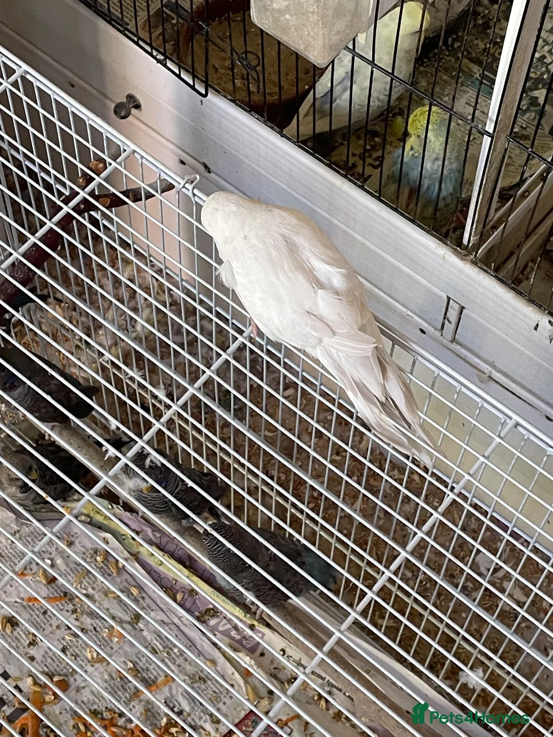 Budgerigars birds for sale: Tame baby budgies straight from nest in Leicester - Advert 15