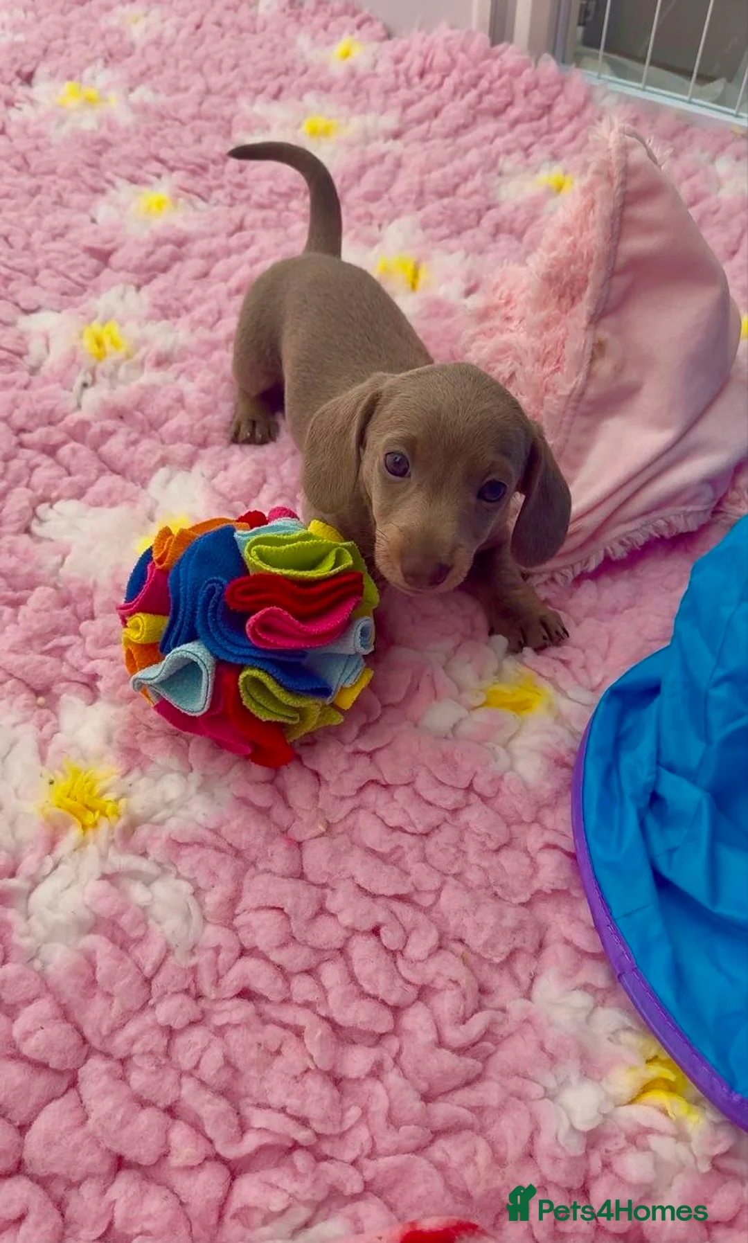 Miniature Dachshund dogs for sale: Adorable puppies in Edinburgh - Advert 2