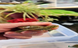 Turtle reptiles for sale: Western Painted Turles - Image 3